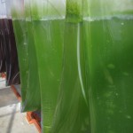 San Diego is a global leader in biofuels research, including algae biotech which generates $175 million in economic output to the region. Photo: Cleantech San Diego 