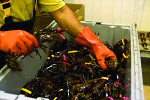 Maine lobster exports are strong with increased demand from China leading the way. Photo: Maine International Trade Center
